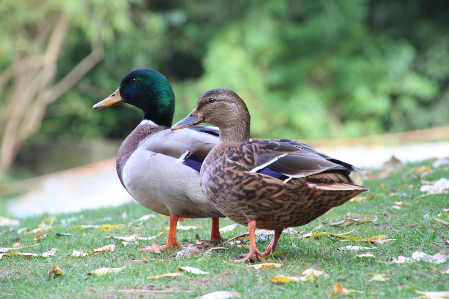 Python Coding Challenge - Duck Duck Goose
