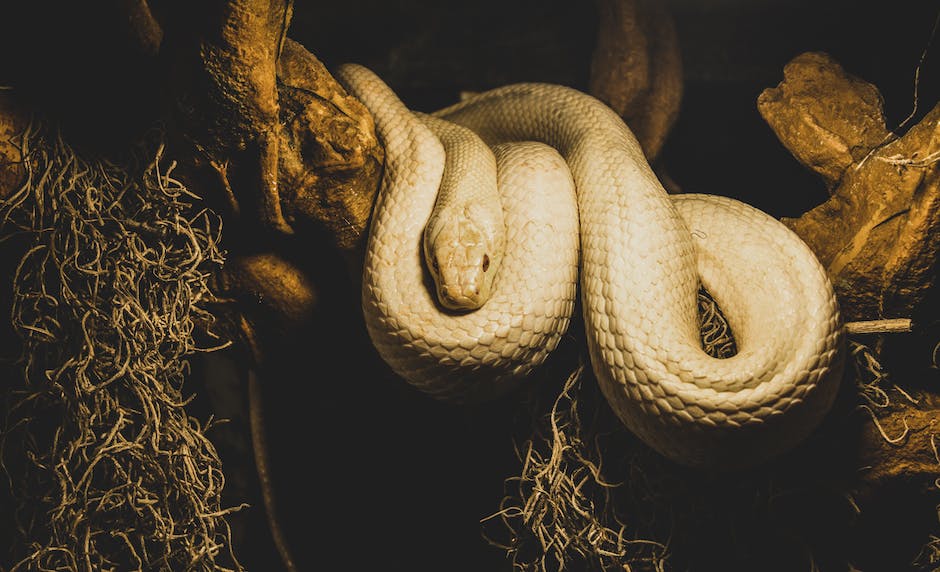 A multicolored python snake coiled 